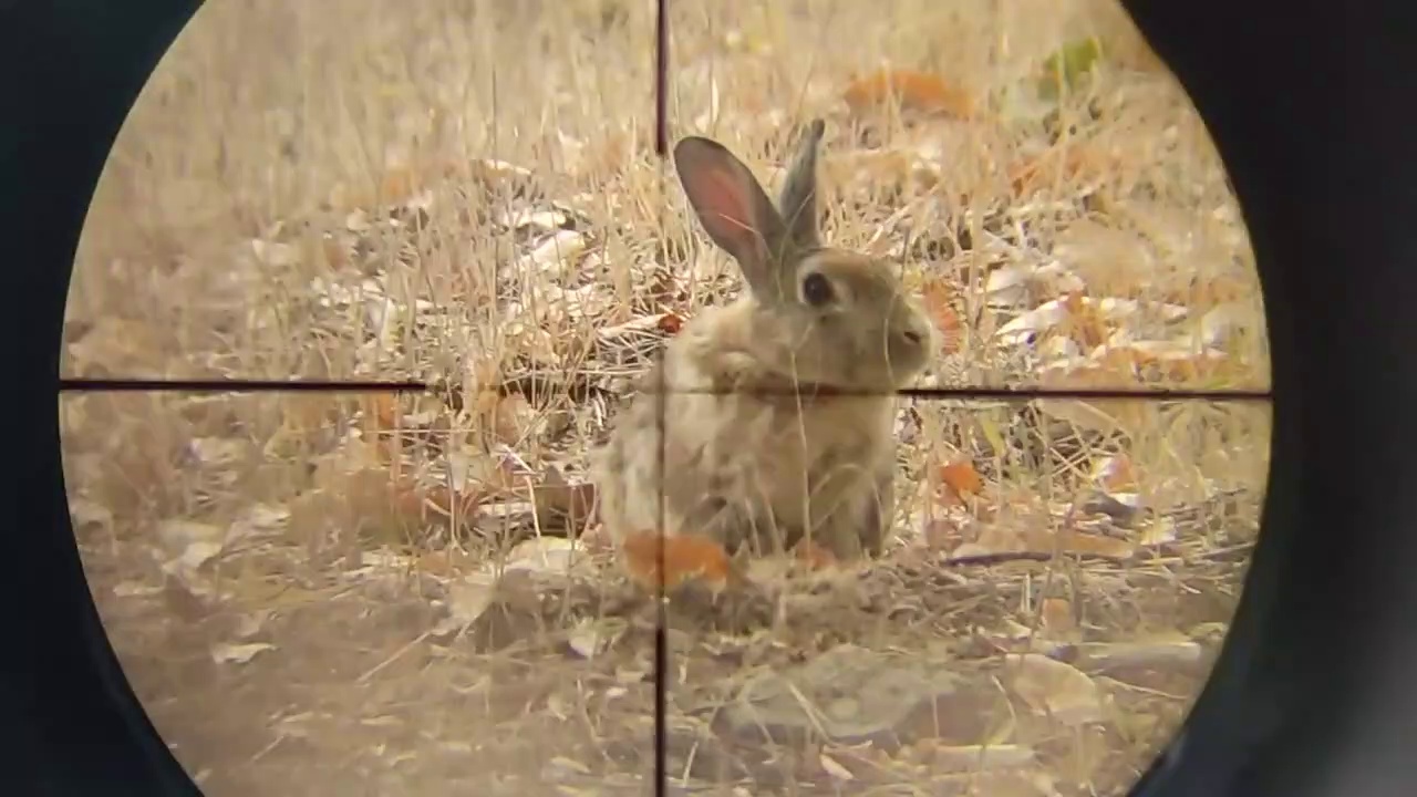 The best rabbit hunting with cooking