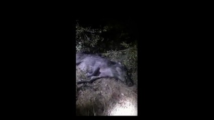 The best wild boar hunt#shorts