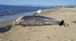 Kuşadası sahilinde nadir görülen deniz canlıları ölü olarak bulundu