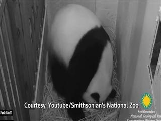 Baby panda born at Washington's National Zoo
