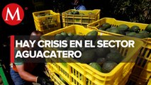 Cortadores de aguacate en Michoacán piden dinero en los semáforos