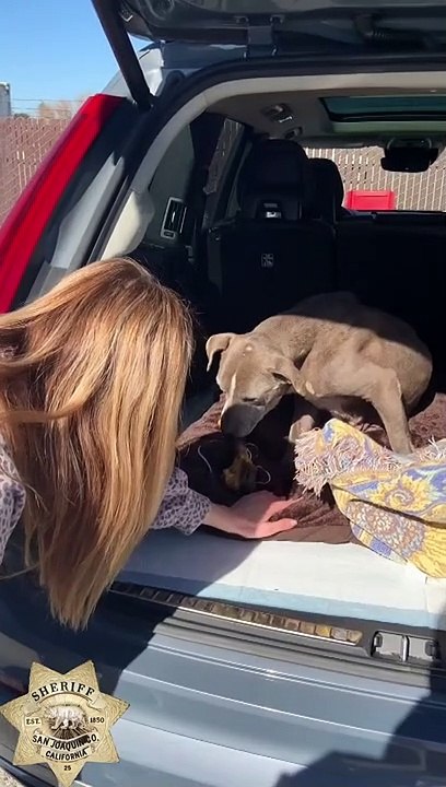cadela, desaparecimento