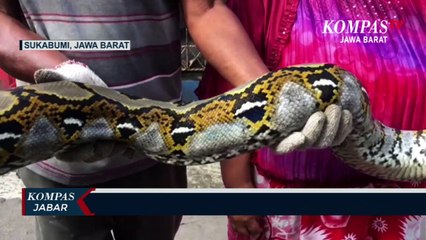 Ular Sanca Terciduk Saat Memangsa Ayam