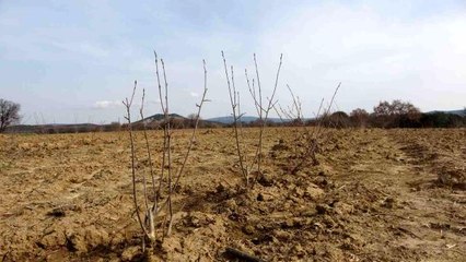 Kızılderililerin soğuk algınlığında kullandığı "aronya" şehitler diyarı Çanakkale'de yetişecek