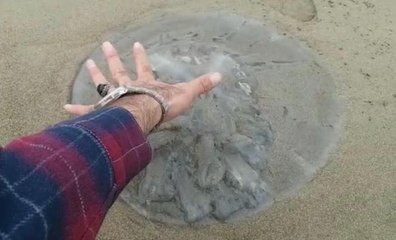 Doğu Akdeniz'de yüzlerce deniz anası sahile vurdu