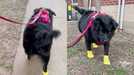 'Tubby dog is ABSOLUTELY SLAYING in his new yellow STOMPERS '