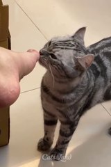 Funniest Cats videos that will blow your mind...A MUST WATCH so funny