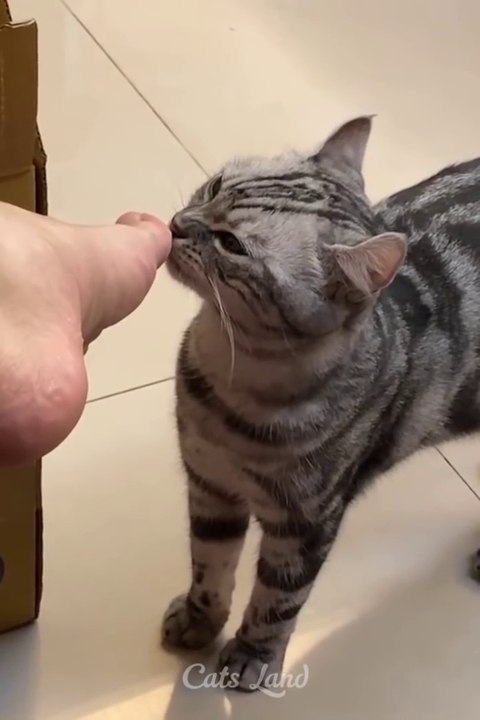 Funniest Cats videos that will blow your mind...A MUST WATCH so funny