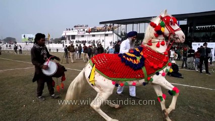 Horse dancing to the rhythm of dhol Only in India