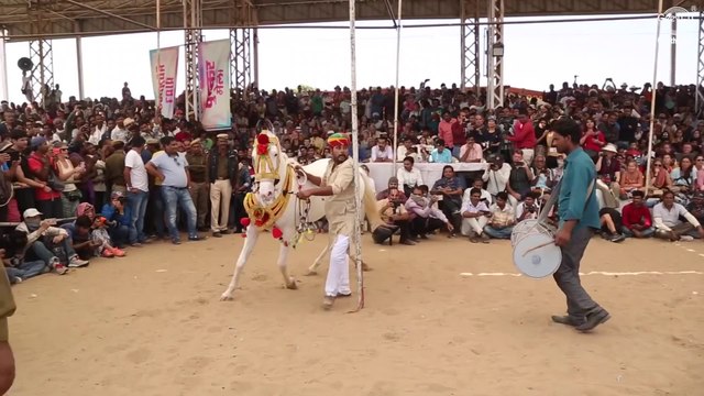Horse Dancing At The Cattle Fair In Pushkar Rajasthan India Amazing Horse Dance Competition