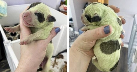 Une chienne donne naissance à un chiot doté d'un pelage vert