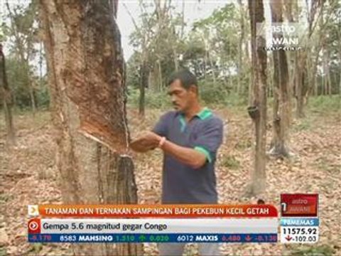 Tanaman dan ternakan sampingan bagi pekebun kecil getah