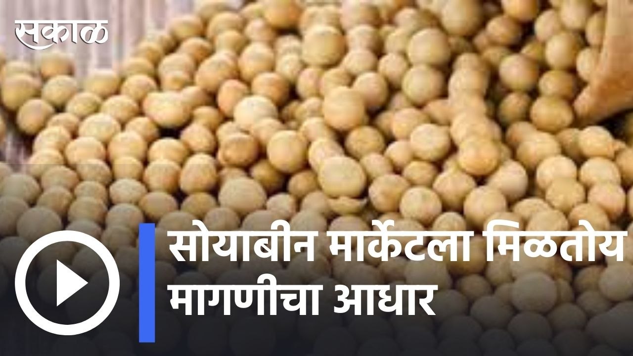 Soyabean Market | सोयाबीन मार्केटला मिळतोय मागणीचा आधार  | Sakal |