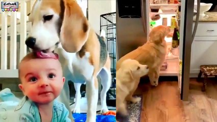 Fun Video For Kids | Enjoy With Your Pets | Learn From Their Cuteness | Funny Pet Dogs