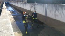 Rescate de la cría de corzo en Ponferrada