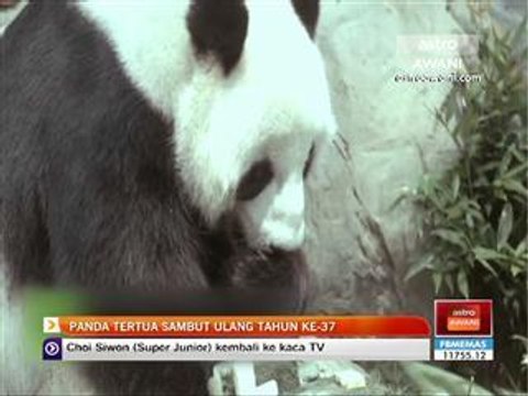 Panda tertua sambut ulang tahun ke-37