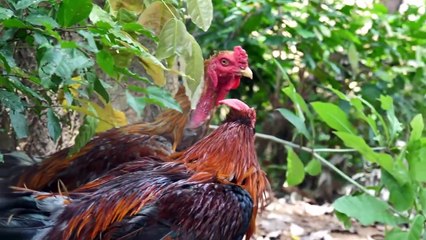 World Cuisine - Meet Chicken Catching Cooking Eating Delicious 28