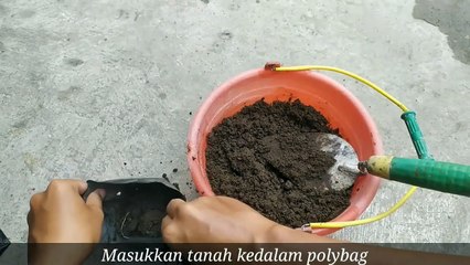 Cara Mudah Budidaya Jahe di Rumah