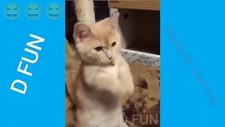 BEST FUNNY CAT VIDEO | CUTE CATS #shorts #animal #cat