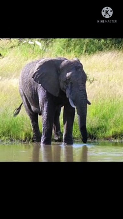 elephant in water #shorts #water