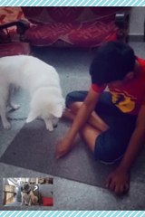 Basic top 10 dog training tips and tricks