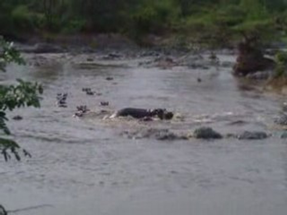 hippo pool