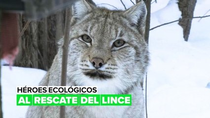 Héroes ecológicos: al rescate del lince