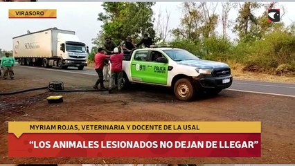 “Los animales lesionados no dejan de llegar"