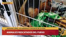 Animales rescatados del fuego