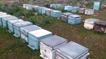 Kozan'da bazı kovanlarda görülen arı ölümleri üzerine inceleme başlatıldı