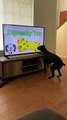 Dog Knocks Television Over Searching for Squeaky Toy