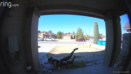 Slick Patch Causes Chaos in Seconds