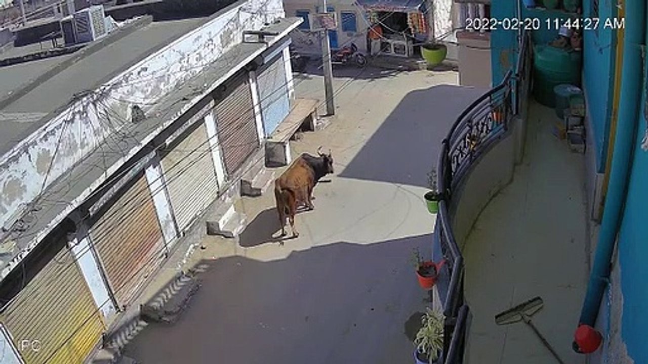 Bull Throws a man