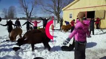 Canada  : ils font du yoga dans la neige, entourés d'alpagas