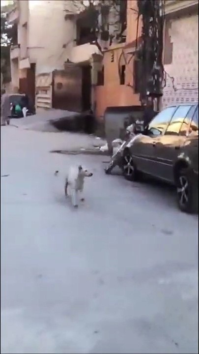 Ce motard va détester les chiens pour le restant de sa vie