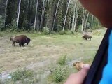 Ce chien cherche les embrouilles à un bison... mauvaise idée