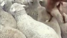 Como um cão pastor lida com um engarrafamento de ovelhas... INCRÍVEL!