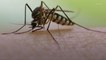 Mosquitoes Are Adapting To Avoid Pesticides, Study Shows