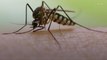 Mosquitoes Are Adapting To Avoid Pesticides, Study Shows