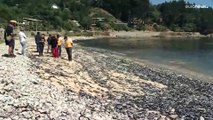 شاهد: أسماك السردين النافقة تغزو شواطئ إحدى مناطق تشيلي