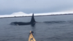 Kayaker Meets Killer Whales