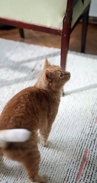 Cutes cates
