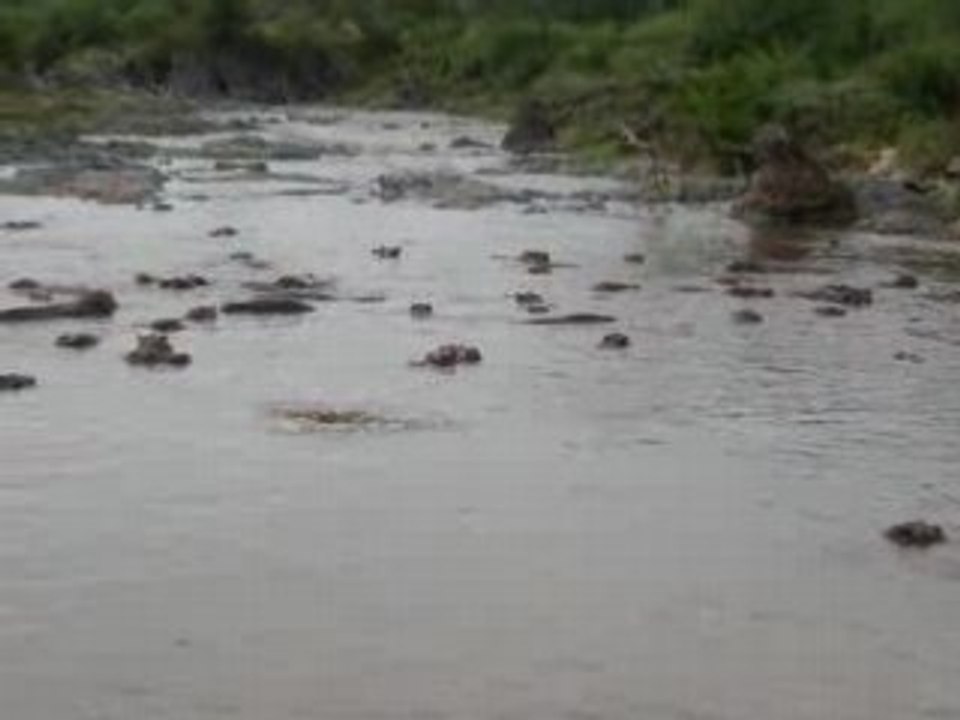 hippo pool PAS SON