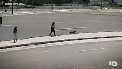 Dognapper Steals A Woman’s Dog in Broad Daylight