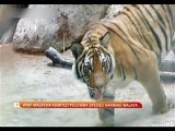 WWF-Malaysia komited pulihara spesies harimau malaya