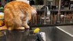 Cat Rescued from Hurricane Dorian Loves Trying to Catch Water Droplets