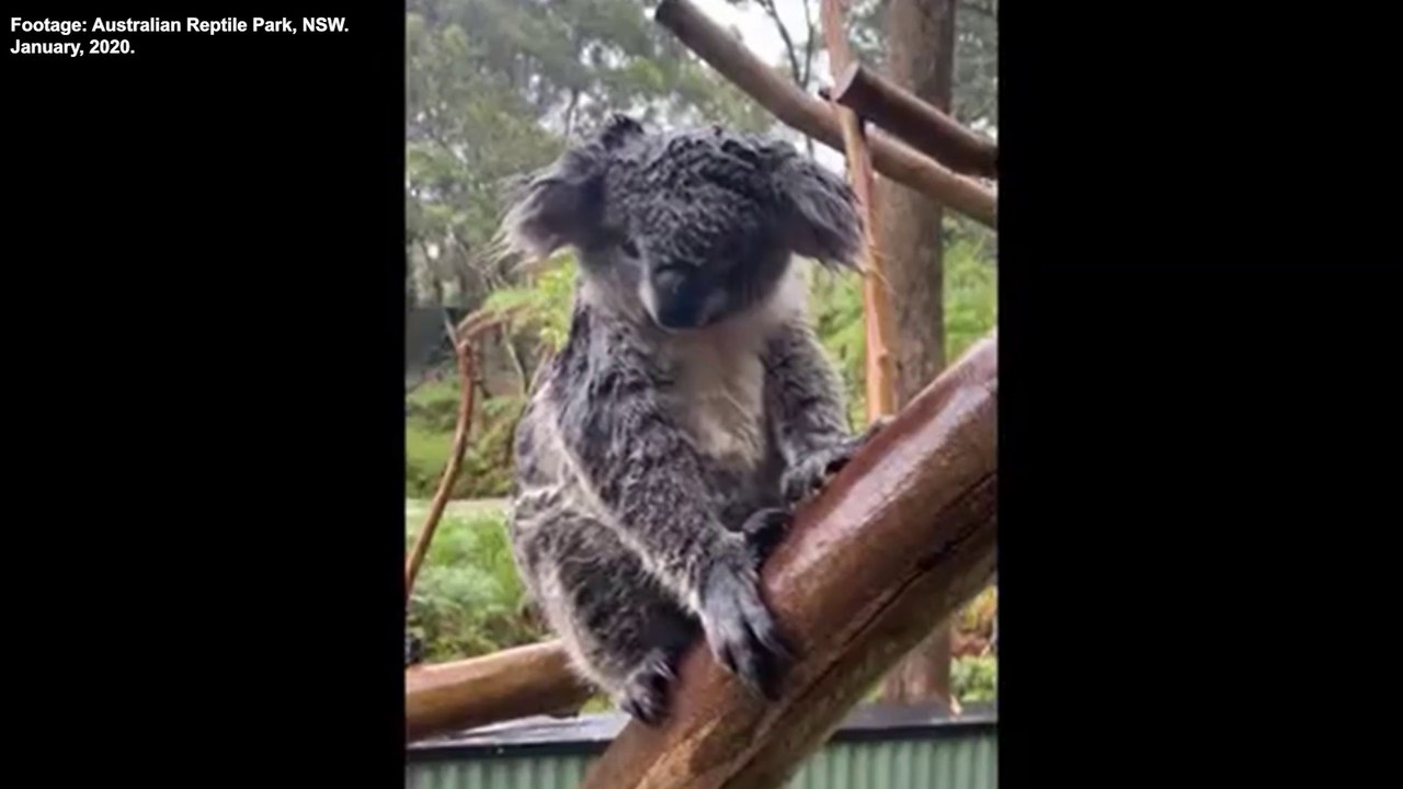 Keepers at the Australian Reptile Park wrangle animals during flood | January 17, 2020 | ACM