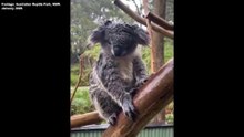 Keepers at the Australian Reptile Park wrangle animals during flood | January 17, 2020 | ACM