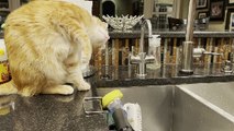 Cat Rescued from Hurricane Dorian Loves Trying to Catch Water Droplets