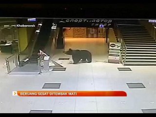 Beruang sesat ditembak mati